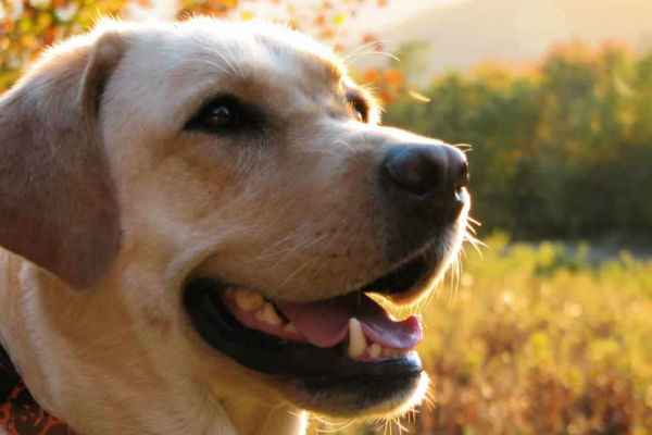 cane di grossa taglia