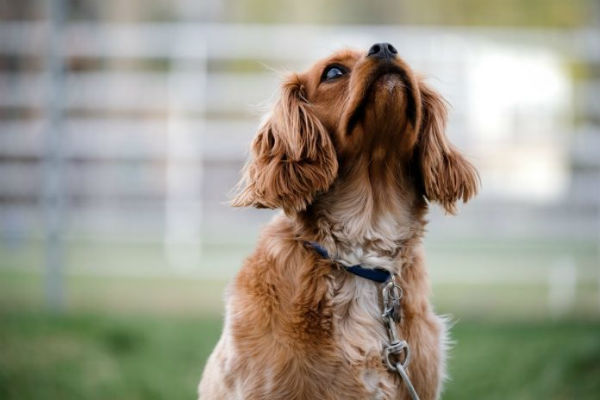 cane con il muso in aria