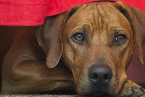 cane di grossa taglia