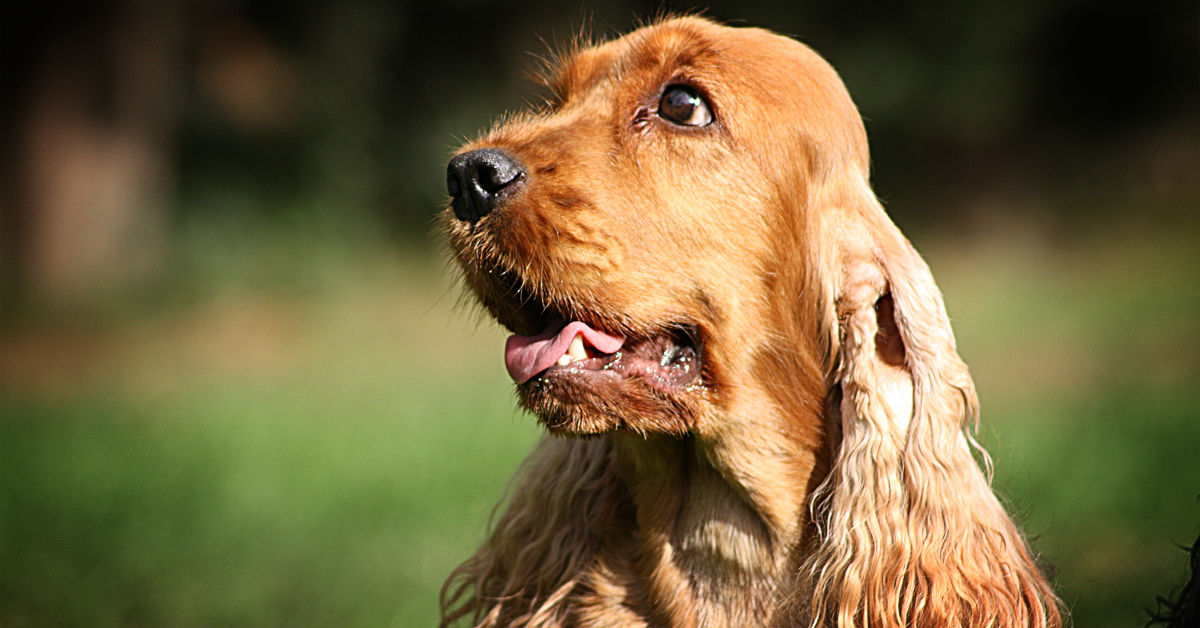 Perché il cane non viene se lo chiami?