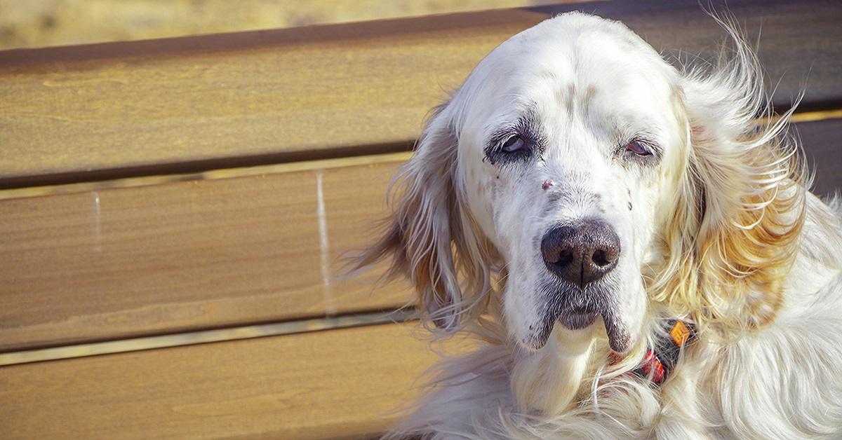 Il cane può avere le vertigini? Come lo si capisce?