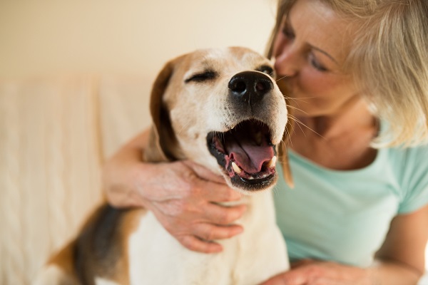 cane anziano con danni neurologici