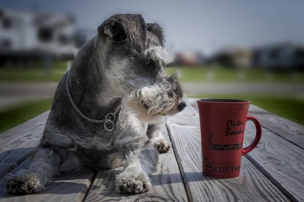 cane e tazza di caffè