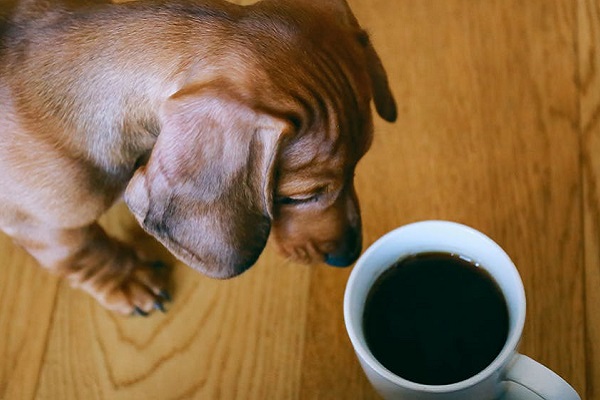 cane e tazza di caffè