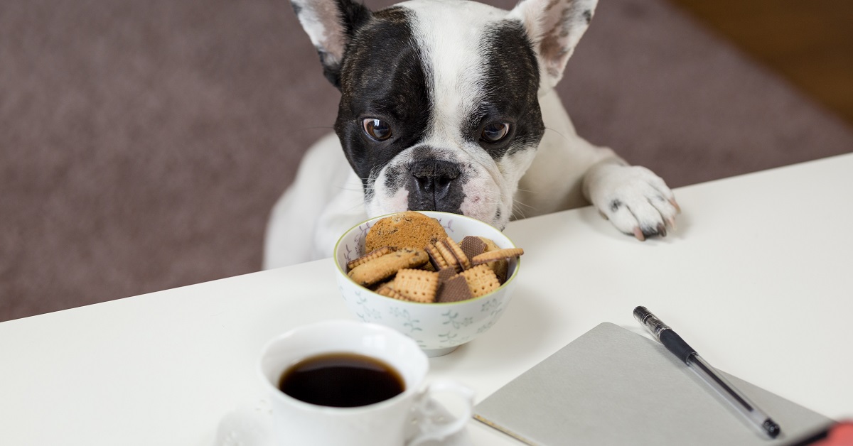 Il cane può bere il caffè? Cosa gli succede dopo?