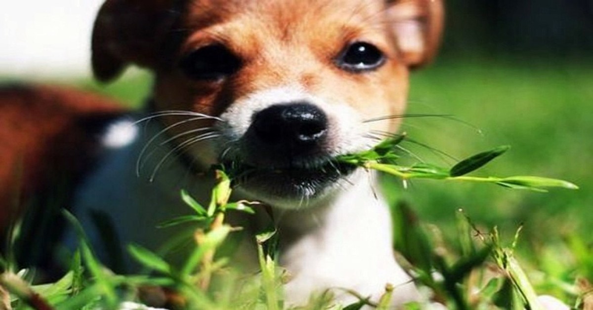Il cane può mangiare il basilico?