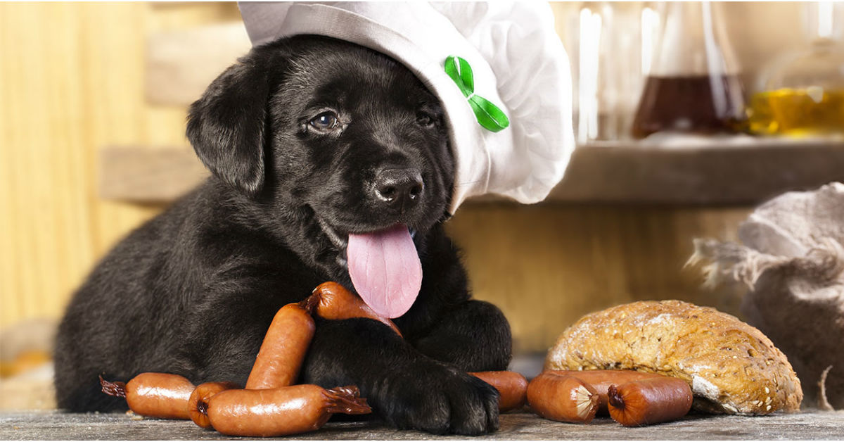 Il cane può mangiare la salsiccia (cruda e cotta)?