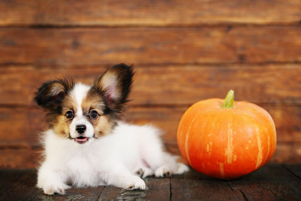 cane seduto e zucca