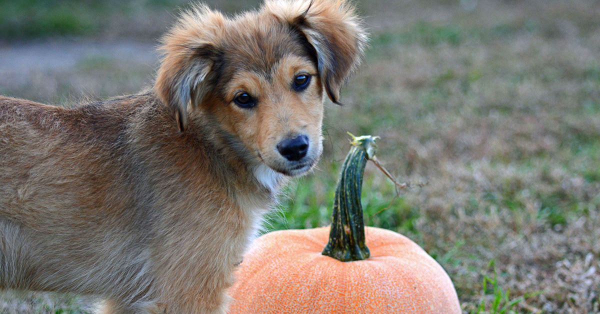 Il cane può mangiare la zucca?