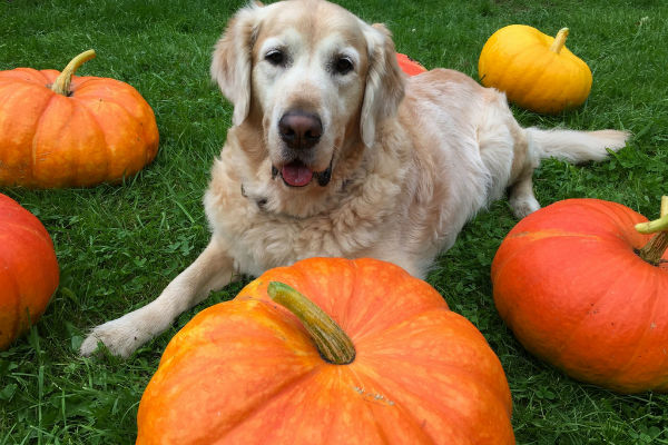 cane e zucche