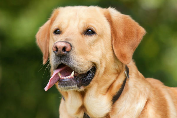 cane con la lingua di fuori