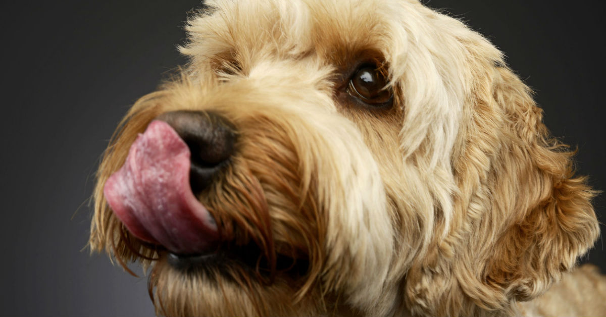 Il cane può mangiare lo zenzero?