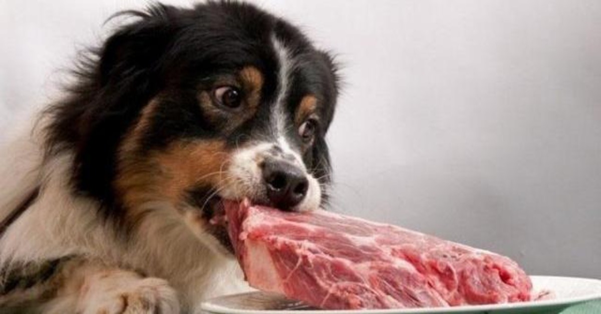 Il cane può mangiare pancetta cruda?