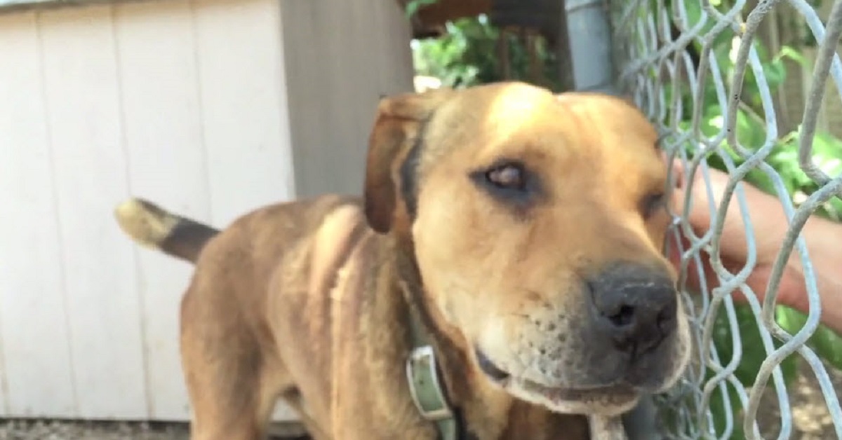 Il cane Rusty vive in libertà dopo essere stato incatenato per 15 anni
