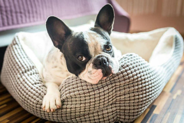 cane sul cuscino