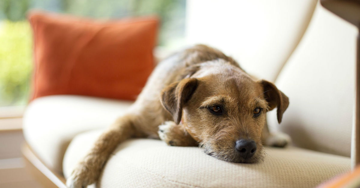 Il cane si lamenta quando si sdraia: perché? Che succede?