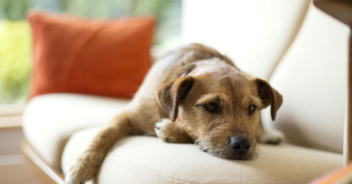 Il cane si lamenta quando si sdraia: perché? Che succede?