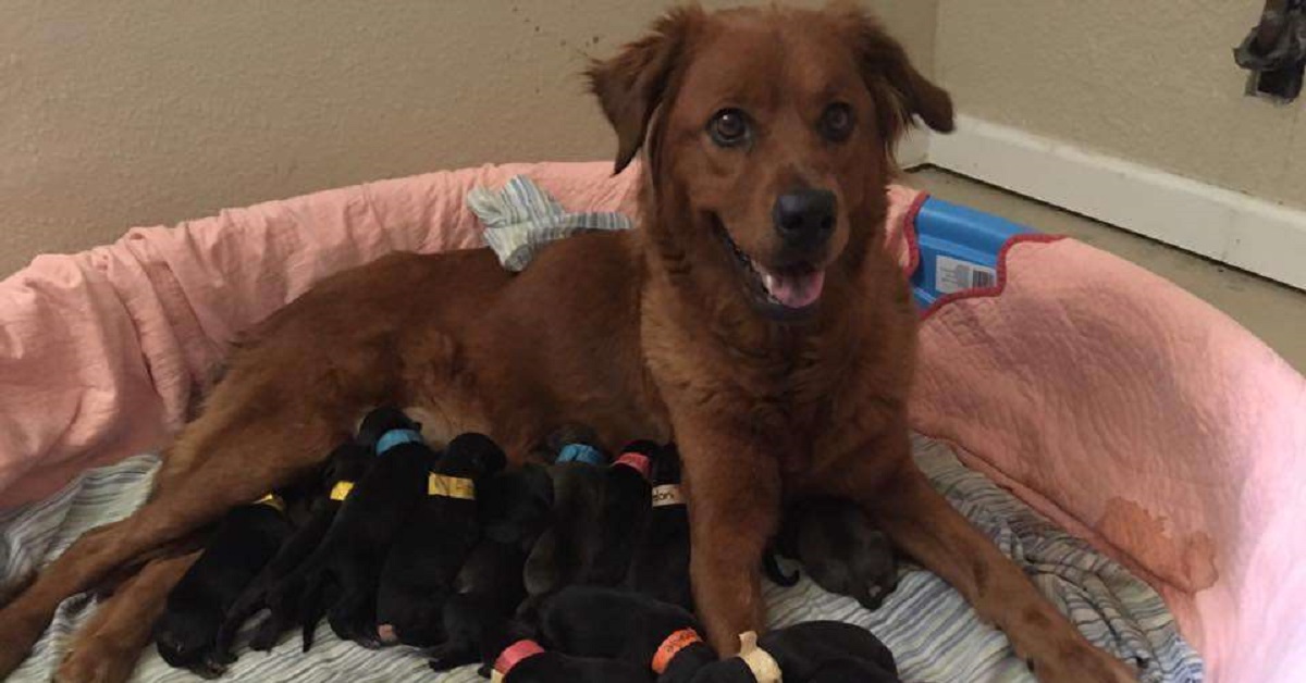Il cane viene salvato da una donna, darà alla vita 18 cuccioli