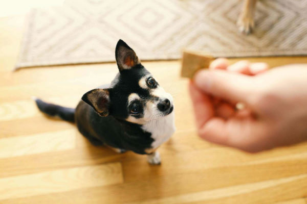 cane che aspetta il cibo