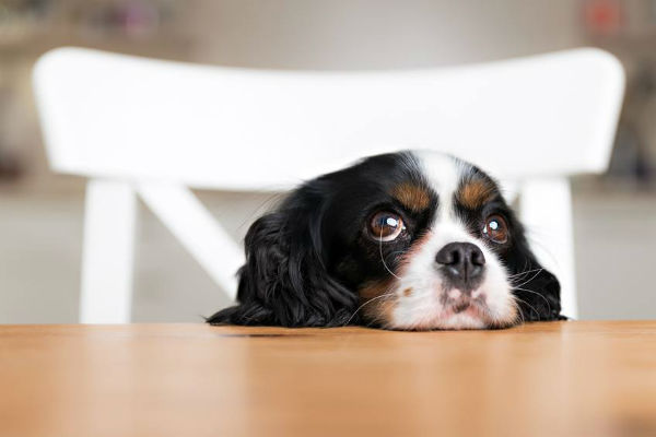 cane sul tavolo