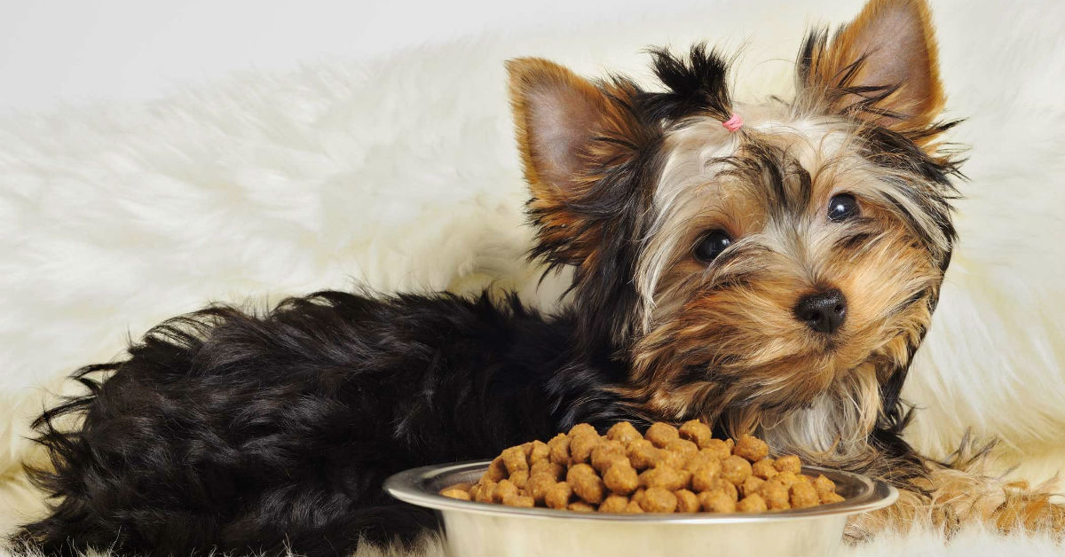 Il cibo per cani va a male? E come evitare che succeda?