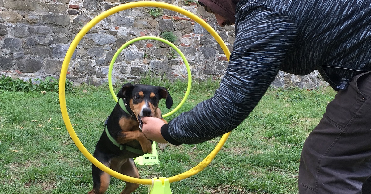 Come insegnare al cane a saltare attraverso un cerchio