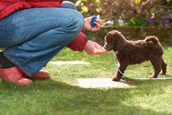 clicker per cani