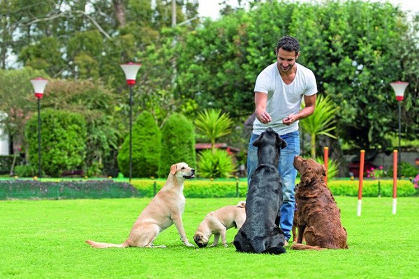 addestramento di gruppo cani