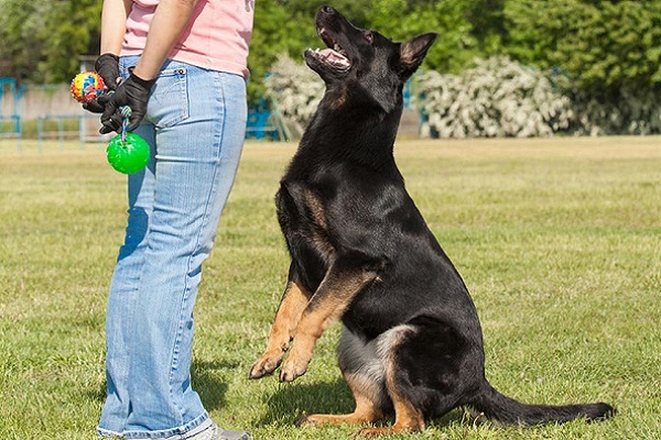 cane in allenamento