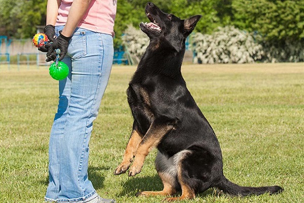 cane in allenamento