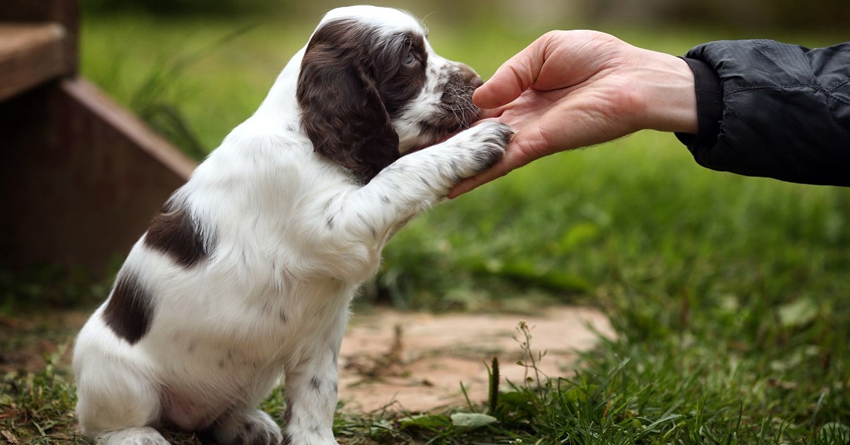 rinforzo positivo al cane