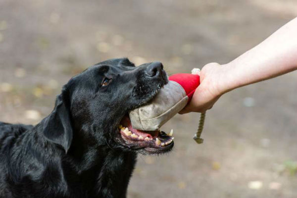 cane che gioca