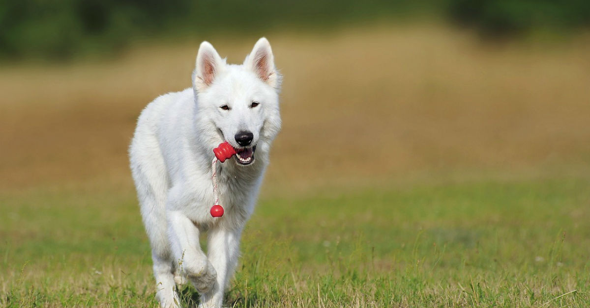 Insegnare al cane il comando prendi: ecco come