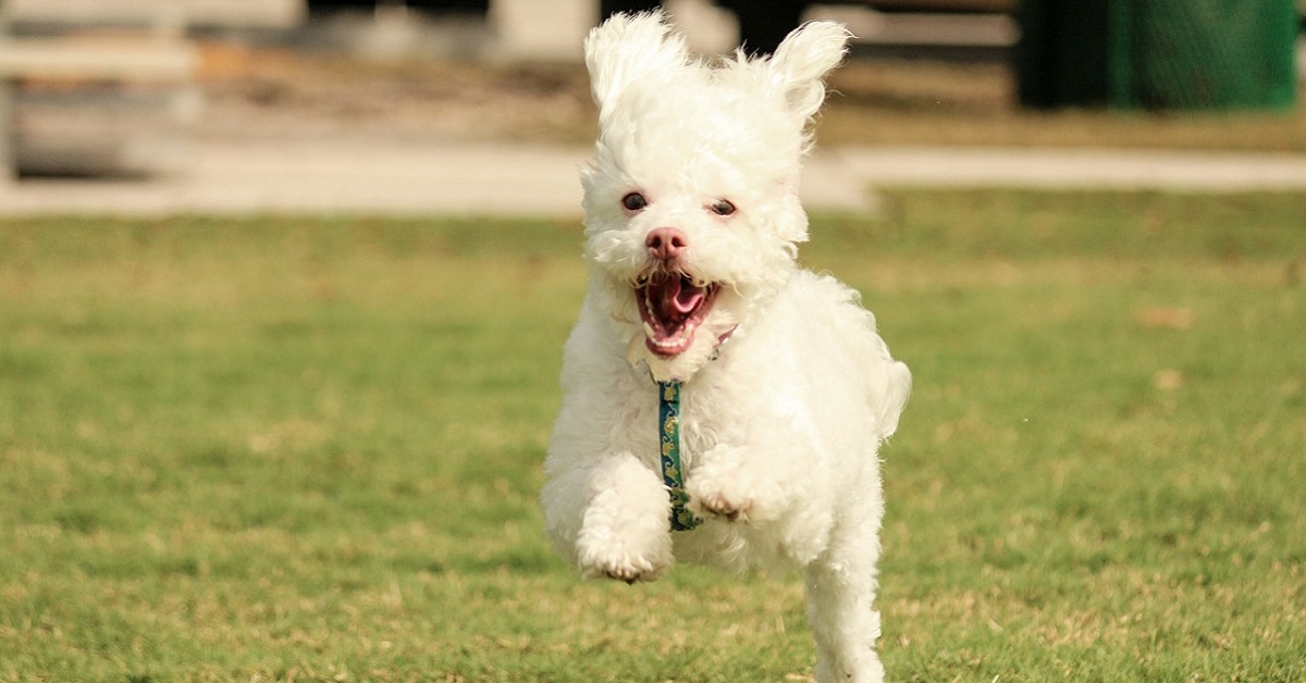 Come insegnare al cane il comando ritorna