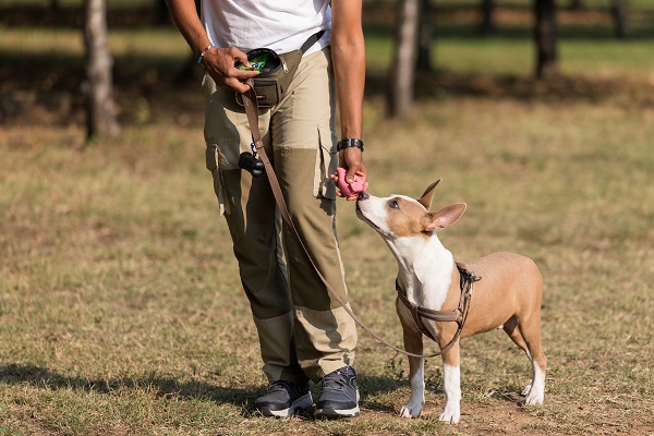 allenamento cane