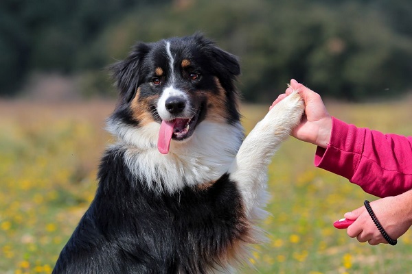 qua la zampa al cane