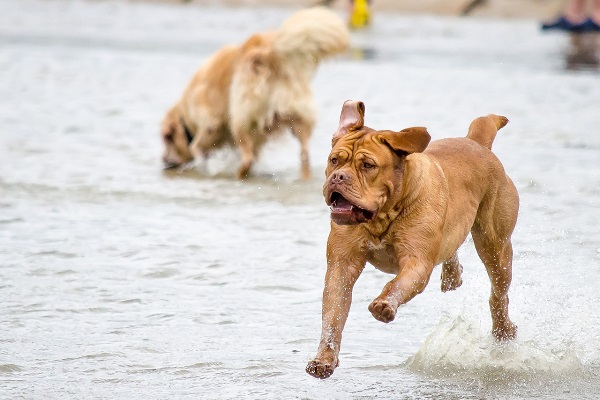 cane boxer che corre