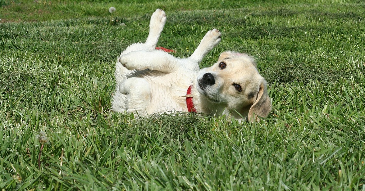 Come insegnare al cane il comando rotola