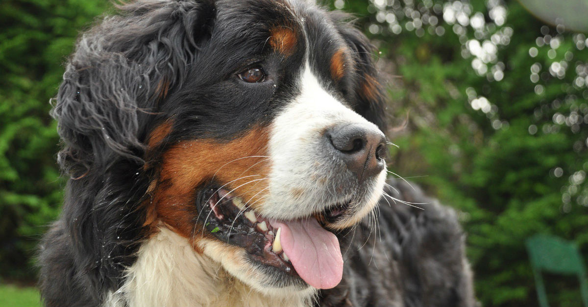 Insegnare al cane il comando “vai a”: ecco come