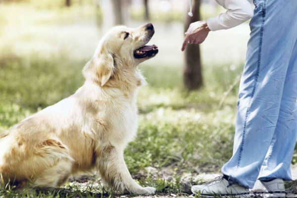 cane e padrone