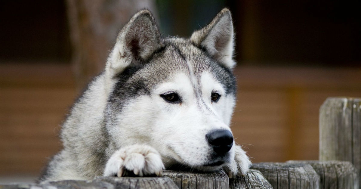 Come insegnare al cane il comando “vallo a prendere”