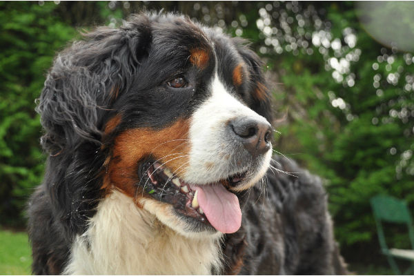 cane che guarda