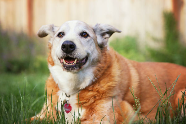 cane coricato