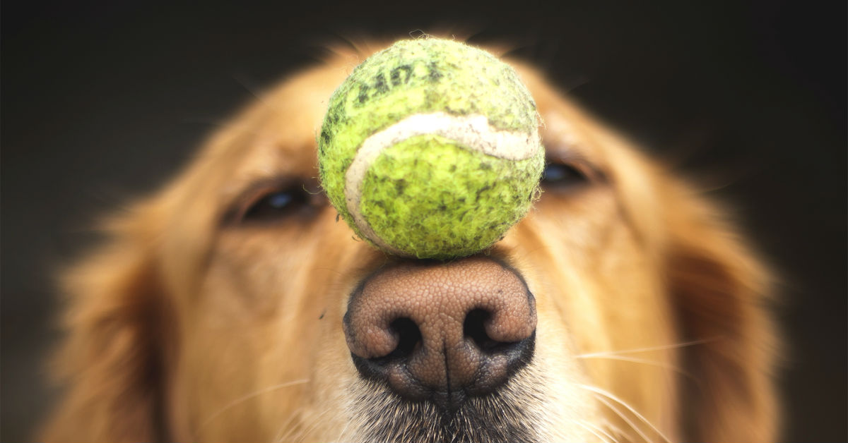 Si possono insegnare nuovi trucchi a un cane anziano?