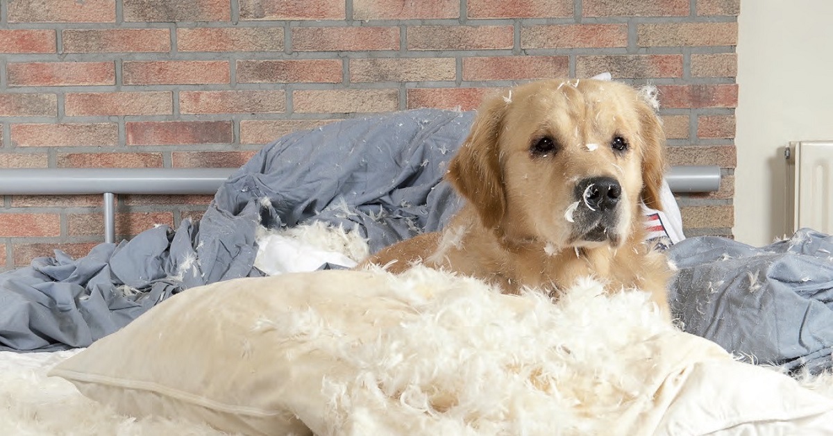 cane che distrugge i cuscini