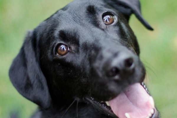 cane con lingua di fuori