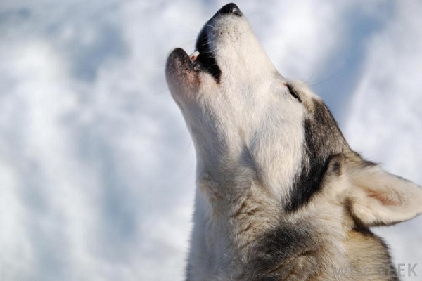 cane husky