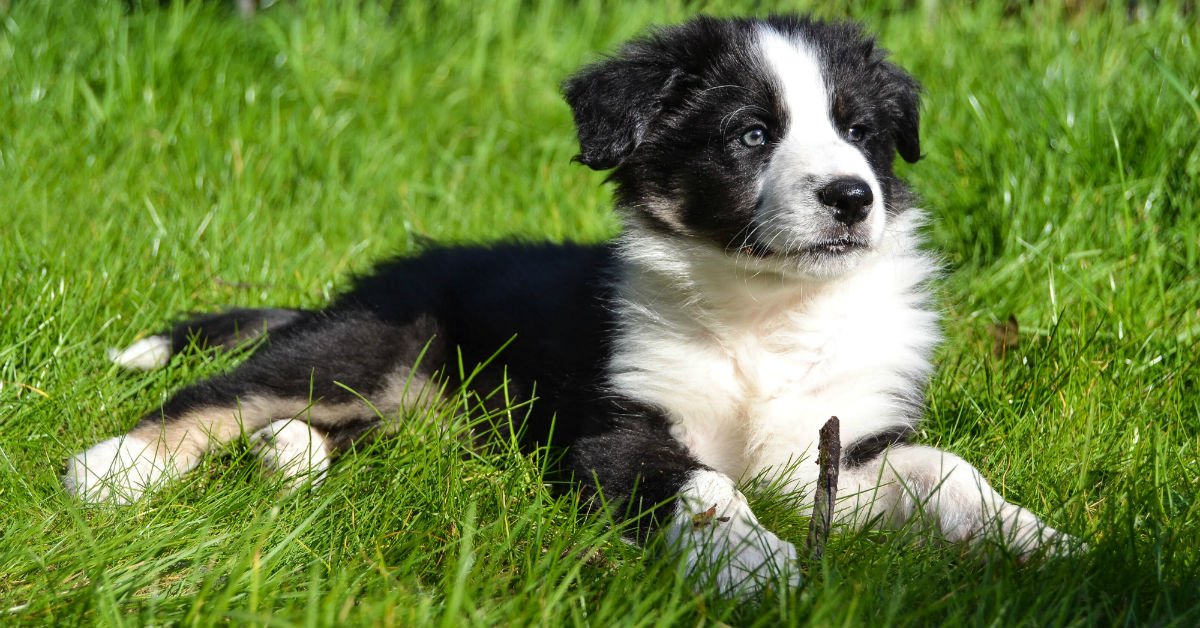 Istoplasmosi del cane: cosa sapere su questa malattia