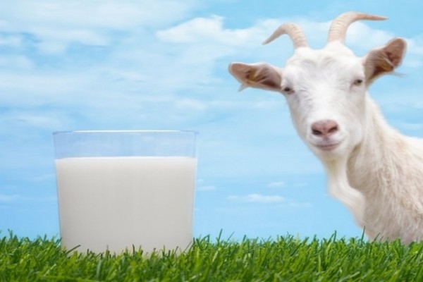 capra e latte