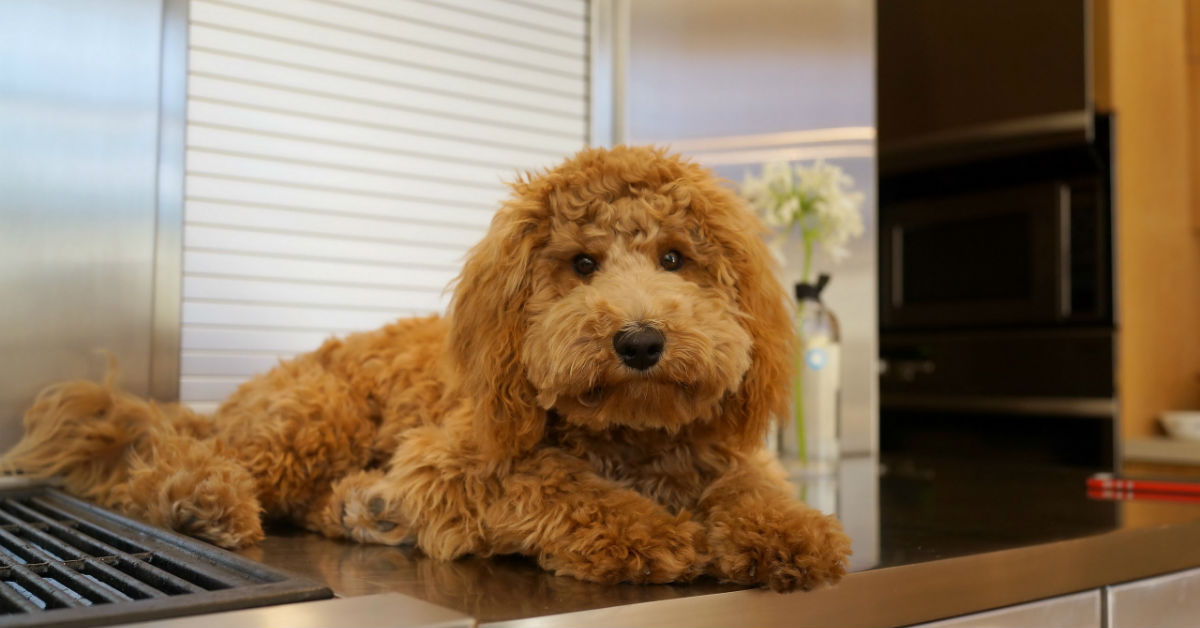 Lo zucchero fa male ai cani? Pro e contro di questo alimento